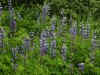 Wild Lupines