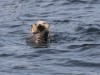 Feasting sea otter