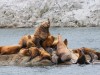He is the King of this group at South Marble Island