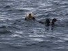 Lots of sea otters to amuse us