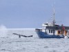 Boats have to stay a quarter mile away but the whales can do what they want.