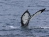 Love the markings on this humpback whale tail