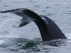 Humpback up close and personal