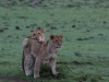 Naboisho Conservancy has lots and lots of lions