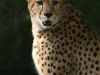 Cheetah at Binder Park