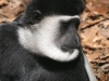 Colobus Monkey at Binder Park