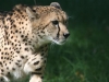 Cheetah 2 at Binder Park
