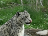 Snow Leopard at Binder Park