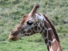Giraffe at Binder Park