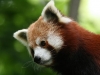 Red Panda at Binder Park