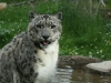Snow Leopard at Binder Park