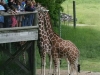 Fun feeding the Giraffes