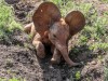 Tiny Bondeni