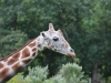 Giraffe - note the horn differences