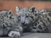 Three week old snow leopard