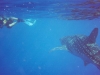 Whale Shark in Belize
