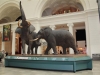 Main Exhibit Hall Field Museum