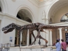 Sue at the Field Museum
