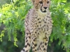Young cheetah Savanna