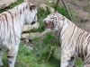 White tigers having a discussion