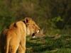 Enjoying the Early Morning Sun - May 2015