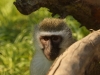 Inquisitive Vervet Monkey - May 2015