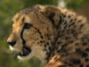 Cheetah - May 2015