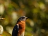 Eastern Bluebird - May 2015