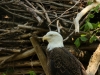 Eagle - May 2015