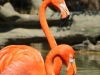Beautiful Flamingos - May 2015