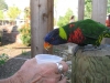 Feeding the Birds at the Columbus Zoo