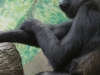 Lowland Gorilla