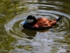 Ruddy Duck