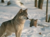 Timber Wolf at Columbus Zoo