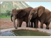 Dupotto on left after move to Ithumba May 2017