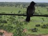 Lunch Visitor Looking for Snacks