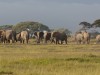 Large elephant families