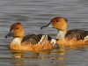 Fulvous whistling ducks