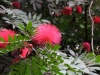 Beautiful flowers