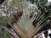 Healthy plants