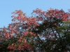 Beautiful flowers
