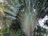 Interesting Palm