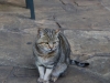 Resident friendly mouser