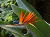 Bird of Paradise