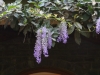 Wisteria