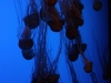 Sea Nettles