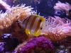  Copperband Butterflyfish
