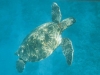 Sea Turtle on Maui