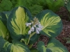 Bloom of Great Expectations