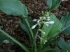 Queen of Seas flower